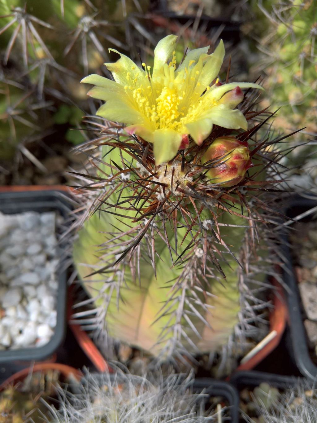 Copiapoa cinerea